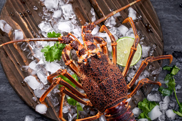 lagosta de rocha fresca crua, lagosta de rocha da costa oeste, jasus lalandii em um fundo escuro com cubos de gelo frios. - cape rock lobster - fotografias e filmes do acervo