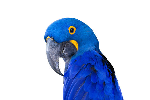 istock Close-up Bird Blue macaw parrot with isolated white background 1206837121