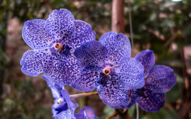 istock Beautiful Vanda Pachara Delight orchid 1206837568