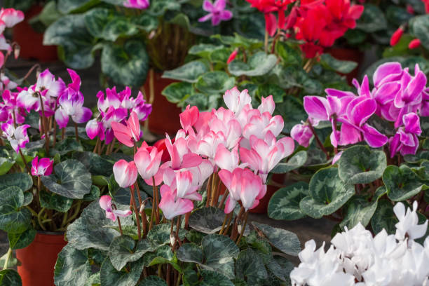 istock Blooming purple flowers cyclamen，Cyclamen persicum 1206838126