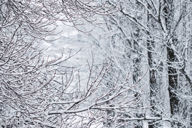 istock Fairytale fluffy snow-covered trees branches, nature scenery with white snow and cold weather. Snowfall in winter park 1206838305