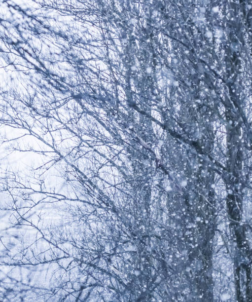 istock Fairytale fluffy snow-covered trees branches, nature scenery with white snow and cold weather. Snowfall in winter park 1206838315