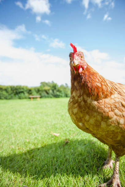 istock Hen stock photo 1206839120