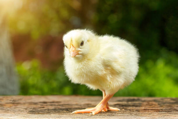 istock Funny yellow chicken on a natural green background 1206839124