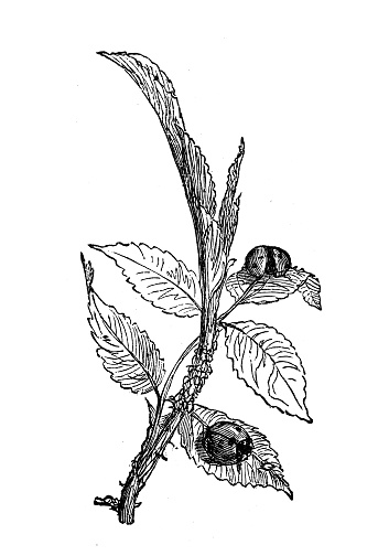 Antique botany illustration: Coccinella septempunctata, seven-spot ladybird