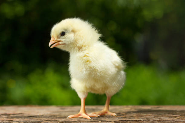 istock Funny yellow chicken on a natural green background 1206839219