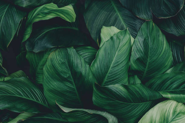 istock green leaves for background and wallpaper 1206839622