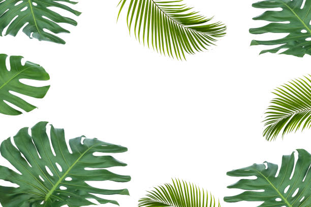 istock green leaves for background and wallpaper 1206839689