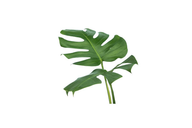 istock green leaves for background and wallpaper 1206839697
