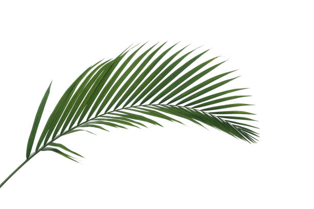 istock green leaves for background and wallpaper 1206839731