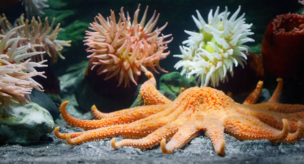 Sunflower Sea Star and More Sunflower sea star and more sunflower star stock pictures, royalty-free photos & images