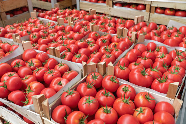 Tomatoes Produce Crates of Red Tomato in Warehouse Storage farm produce storage stock pictures, royalty-free photos & images