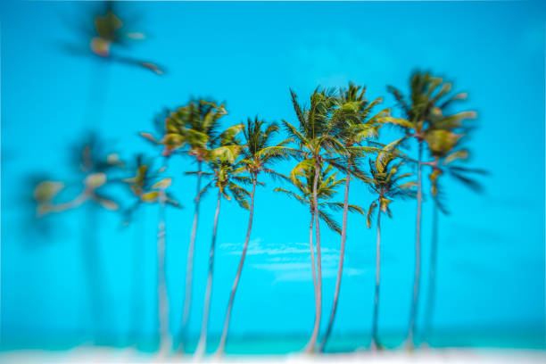 Blooming Flamboyan, a beautiful distortion and blur effect shot with lensbaby
