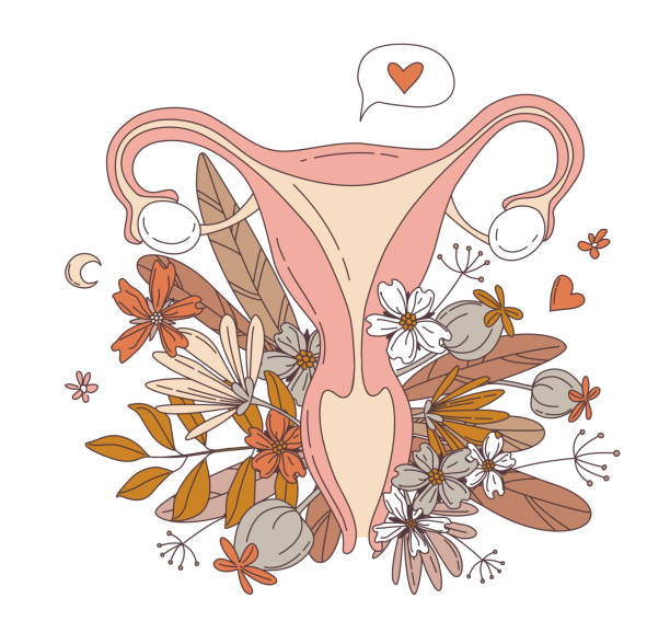 婦女生殖系統子宮與花花圖案 - 性與生殖 插圖 幅插畫檔、美工圖案、卡通及圖標