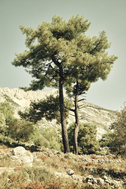 Pine trees growing on slope of hill, clean sky, toned image