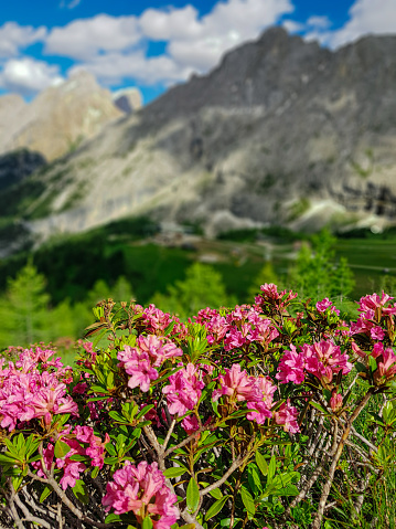 Closeup on flowering Rhododendron on the green grass with mountain range at background.