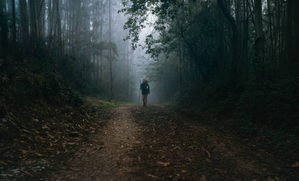 cammino di santiago a nothern in spagna. pellegrina zaino in spalla femmina che attraversa il percorso attraverso eucalipto foresta retro vista immagine scatto. immagine del concetto di pellegrinaggio dei luoghi santi. - tree area footpath hiking woods foto e immagini stock