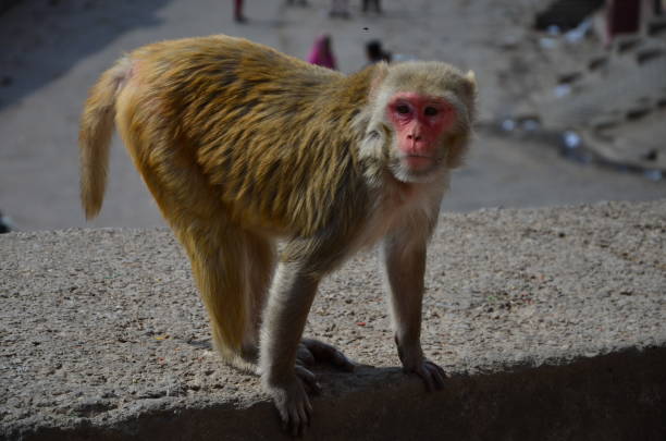istock The view of a monkey on a rock 1206848702