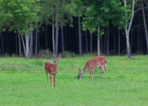 istock White-tailed deer on a field near Raeford NC 1206851253