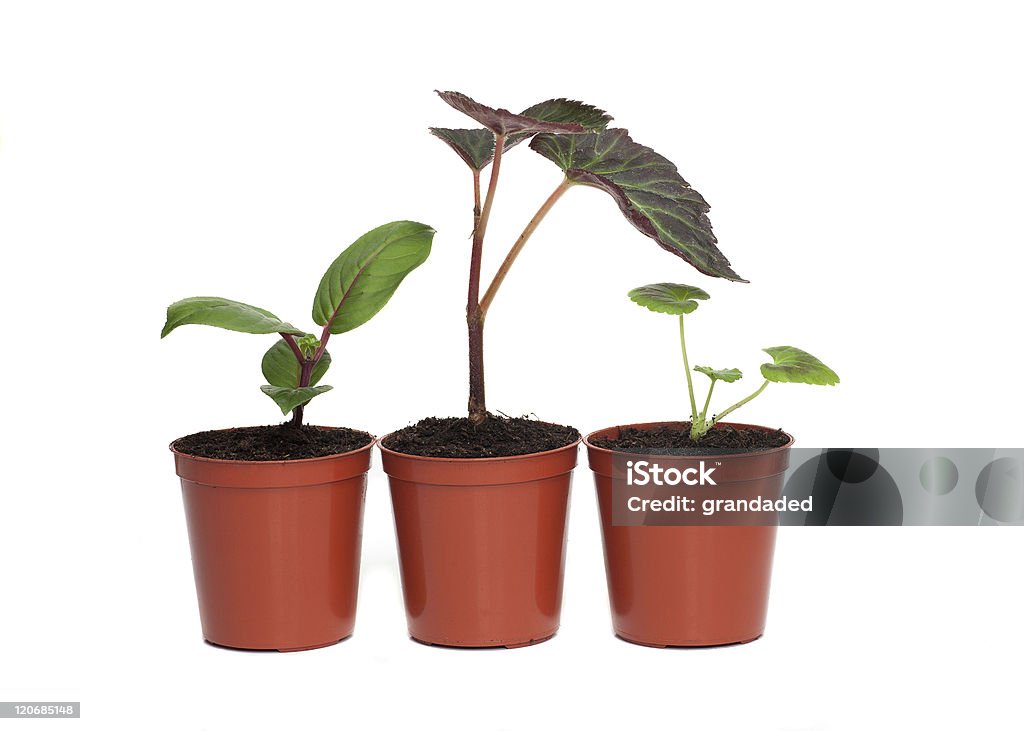 Reihe von drei Jungpflanzen - Lizenzfrei Setzling Stock-Foto