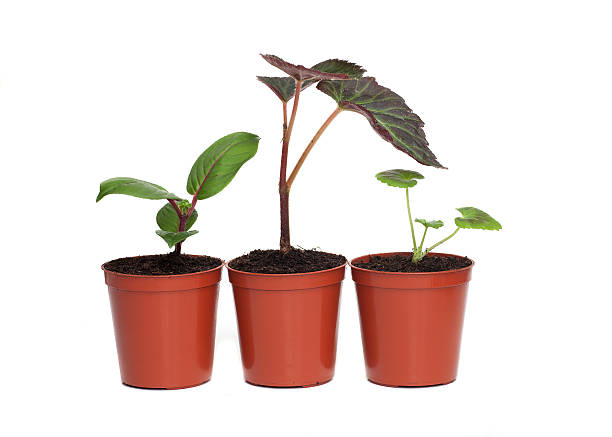 istock Row of Three Plant Seedlings 120685148
