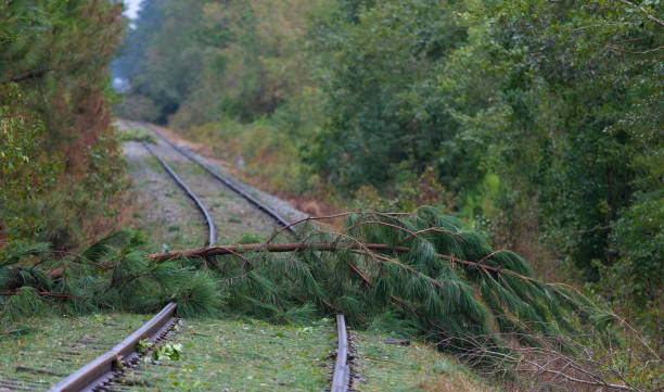 istock Blocked railroad track after a hurricane 1206851493