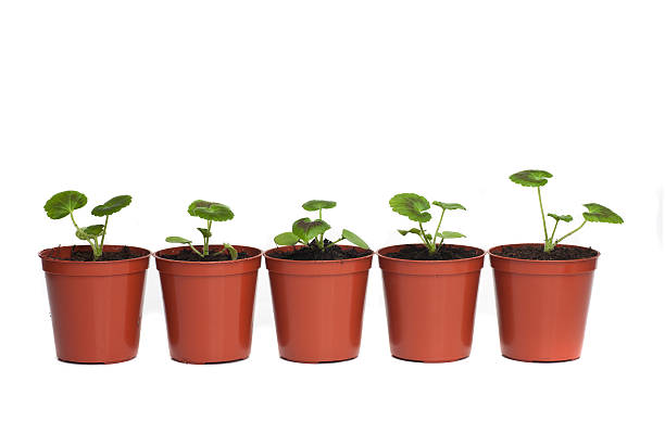 istock Row of Seedlings in Plastic Pots 120685164