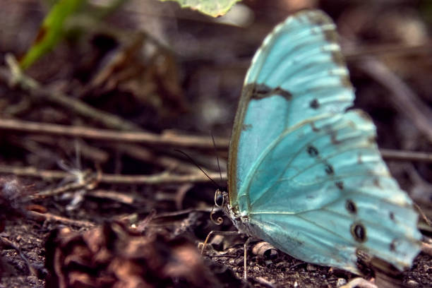 Close-up of an Argentinian flag butterfly (Morpho epistrophus argentinus). beautiful insect in their natural habitat. stock photo