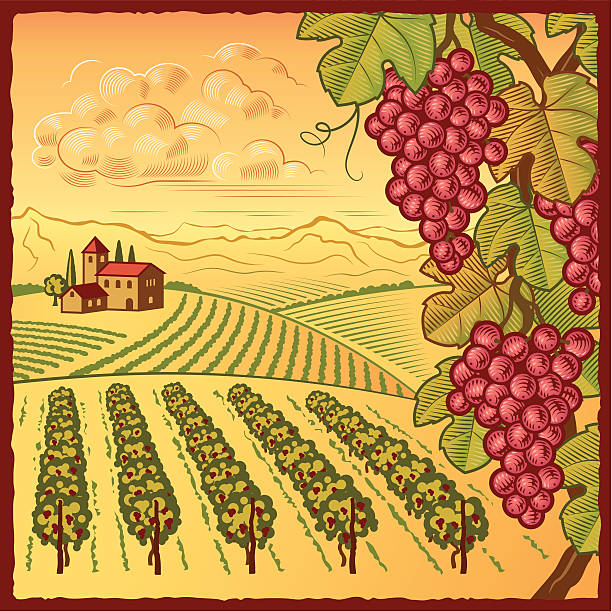 ilustrações de stock, clip art, desenhos animados e ícones de paisagem de vinha - grape bunch fruit stem
