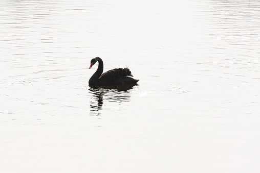 Black swan swimming in ice lake