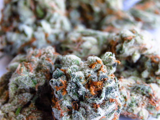 istock Medical cannabis buds 1206853332