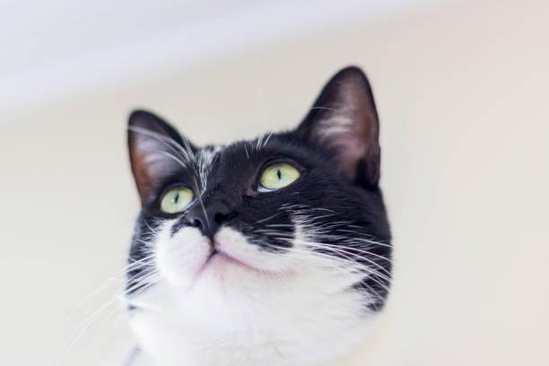 istock black and white cat sitting with focus on something 1206853861