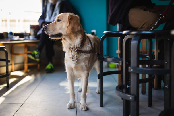 portret psa golden retriever - golden retriever dog retriever waiting zdjęcia i obrazy z banku zdjęć