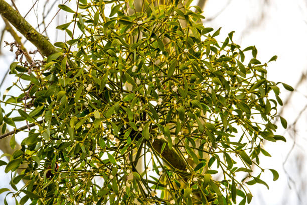 mistletoe in a bald tree in Germany in wintertime