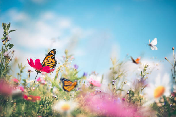 łąka motylkowa - daisy multi colored flower bed flower zdjęcia i obrazy z banku zdjęć