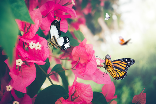 Pink bougainvillea flowers with butterflies.