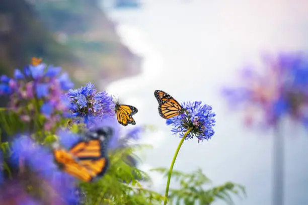Photo of Monarch Butterflies