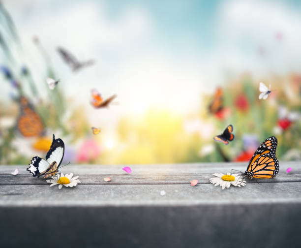 Butterfly Background Stock Photo - Download Image Now - Springtime,  Backgrounds, Table - iStock