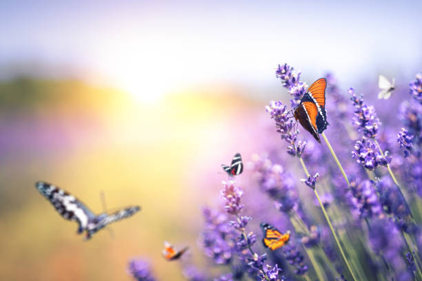 mariposas al atardecer - violet blossom spring nature fotografías e imágenes de stock