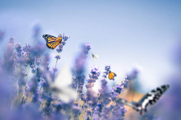 campo de lavanda com borboletas - scented beauty in nature flower head blossom - fotografias e filmes do acervo