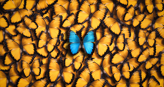 Standing out from the crowd concept: Large group of orange butterflies as a background with one blue morpho butterfly (Morpho peleides) in the foreground.