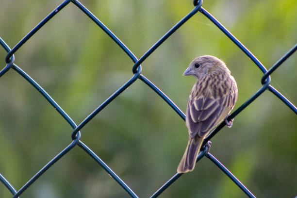 House sparrow sitting on a fence