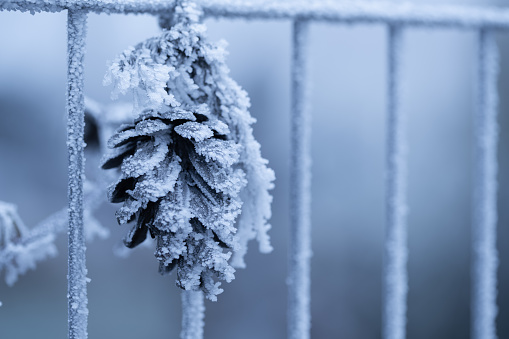 hoarfrost on a cone mounted on garden fence on an ice cold winter day