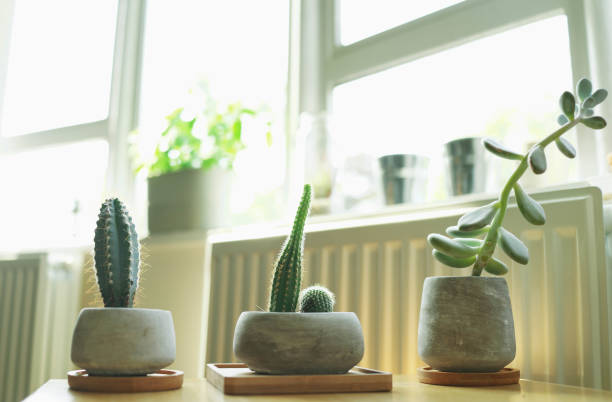 istock indoor green plants, cactus or succulent 1206856185