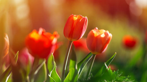 istock Red bright tulips in the garden 1206858360