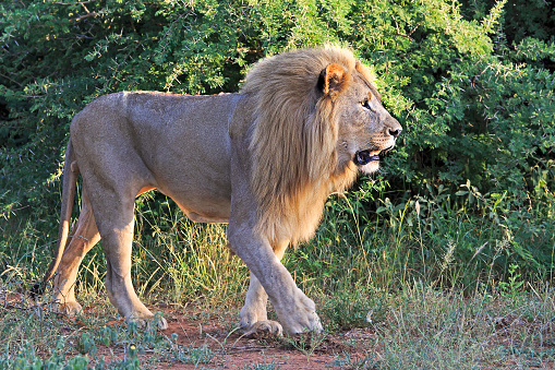 Male lion walking through the bush in the evening light