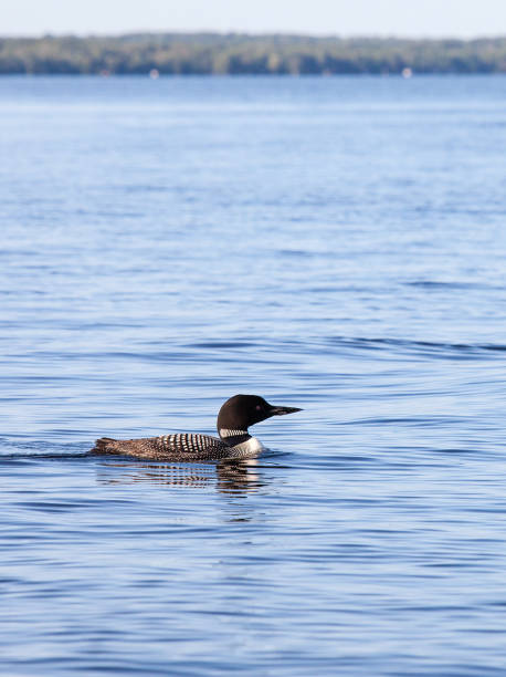 Common Loon Loon swimming in a lake. loon bird stock pictures, royalty-free photos & images