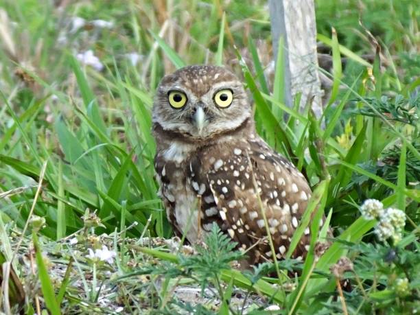 istock Burrowing Owl (Athene cunicularia) - resting in its burrow looking at the camera 1206860697