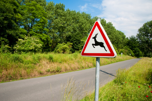 Deer crossing sign and road