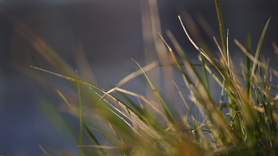Close-up of grass growing by the sea in sunset light on a very blurred background